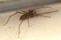 Eratigena