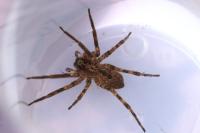 Zoropsis spinimana