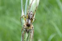 Anyphaena accentuata