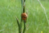 Araneus