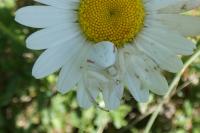 Misumena vatia