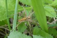 Pisaura mirabilis