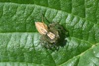 Oxyopes