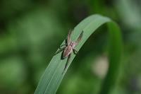 Pisaura mirabilis