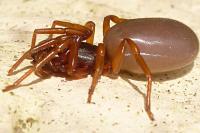 Dysdera
