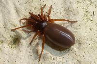 Dysdera