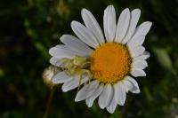 Thomisus onustus