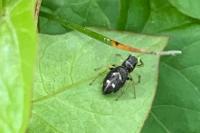 Heliophanus