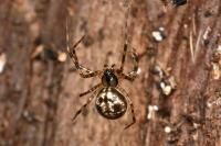 Labulla thoracica