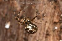 Labulla thoracica