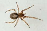 Zygiella x-notata