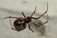 Steatoda triangulosa