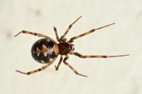 Steatoda triangulosa