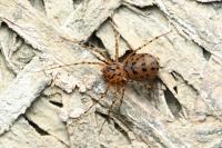 Scytodes thoracica