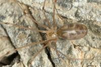 Pholcus phalangioides