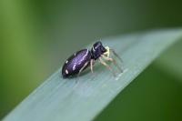 Heliophanus