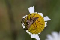 Pisaura mirabilis