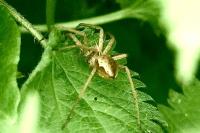 Pisaura mirabilis