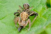 Xysticus
