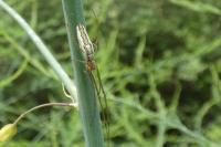 Tetragnatha