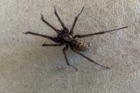 Eratigena
