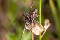 Oxyopes