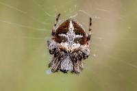 Agalenatea redii