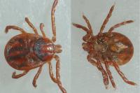 Haemaphysalis inermis