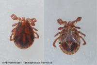 Haemaphysalis inermis