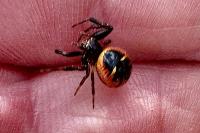 Synema globosum