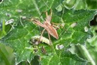 Pisaura mirabilis