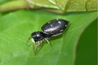 Heliophanus