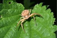 Xysticus