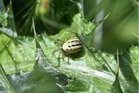 Mangora acalypha