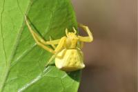 Thomisus onustus