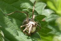 Pisaura mirabilis