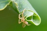 Philodromus