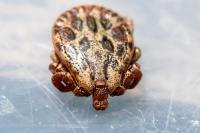 Dermacentor marginatus