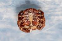 Dermacentor marginatus