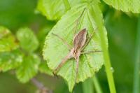Pisaura mirabilis