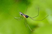 Neriene radiata