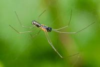 Neriene radiata