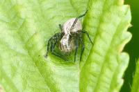 Oxyopes lineatus