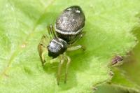 Heliophanus