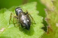 Heliophanus