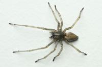 Cheiracanthium