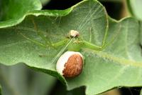 Diaea dorsata
