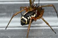 Frontinellina frutetorum