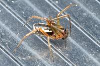 Frontinellina frutetorum