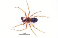 Sardinidion blackwalli